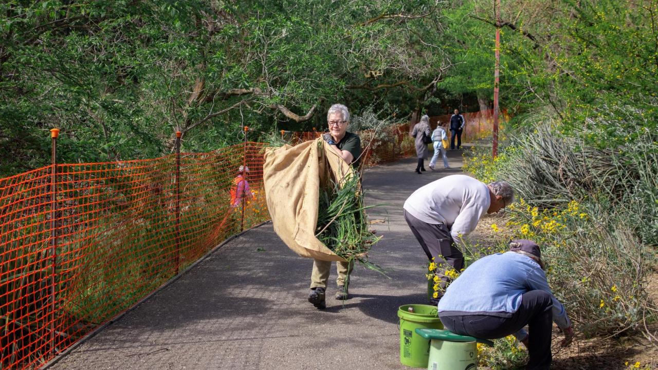 Group of volunteers working in the Arboretum