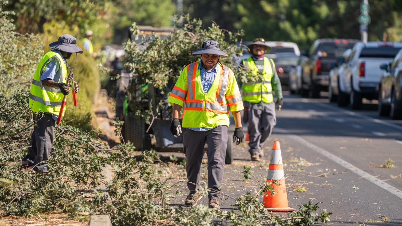 Three people in reflective safety vests and sun hats walk among trimmed tree limbs