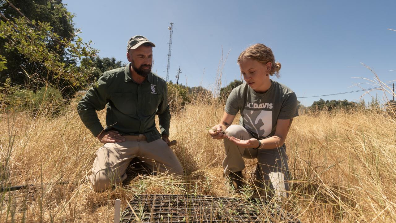 Miles DePrato and Mara Feldman working in the Putah Creek Riparian Reserve