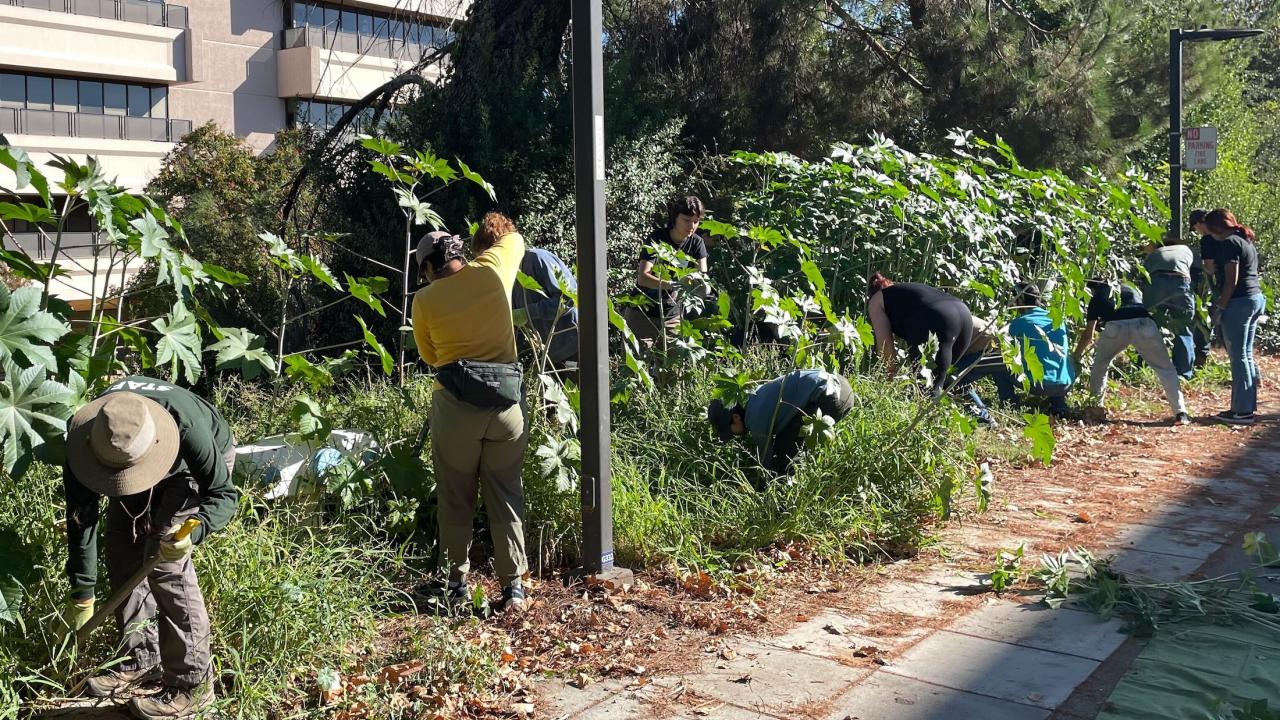 Arboretum volunteers