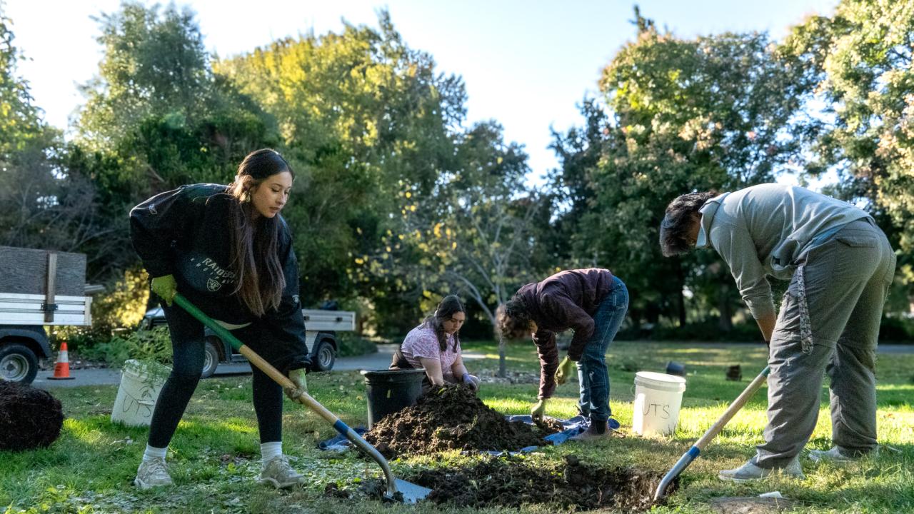 A group of four people dig holes into the grass