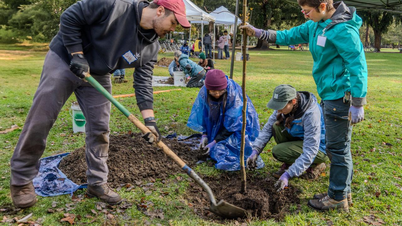 Community volunteers help plant a tree in front of UC Davis' Wellman Hall.