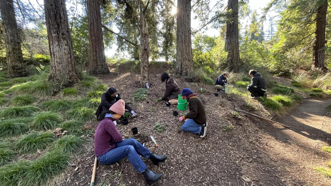 A group of volunteers work in the Redwood grove