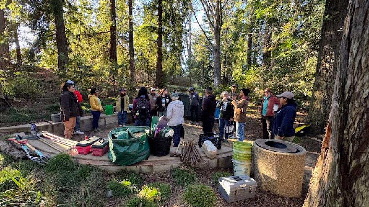 A group of over a dozen volunteers in the Redwood Grove