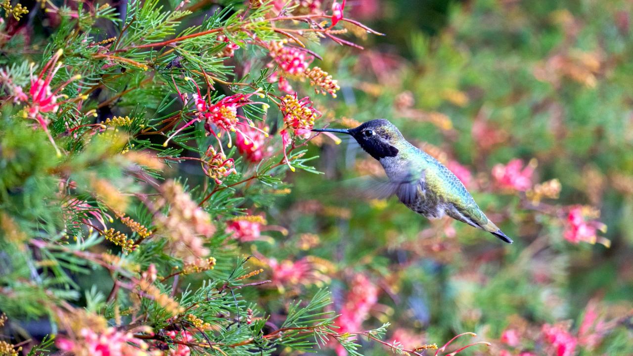 Small iridescent green hummingbird hovering beside pink tubular flowers in a green garden