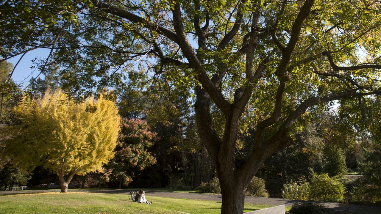 Image of the trees by Spafford Lake in the Arboretum and Public Garden.