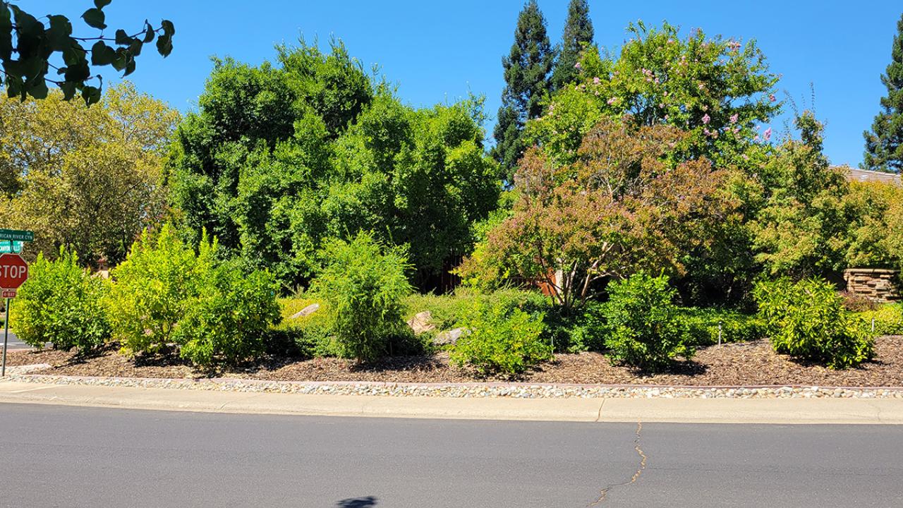 Mary Kay Williams' front lawn trees and shrubs.