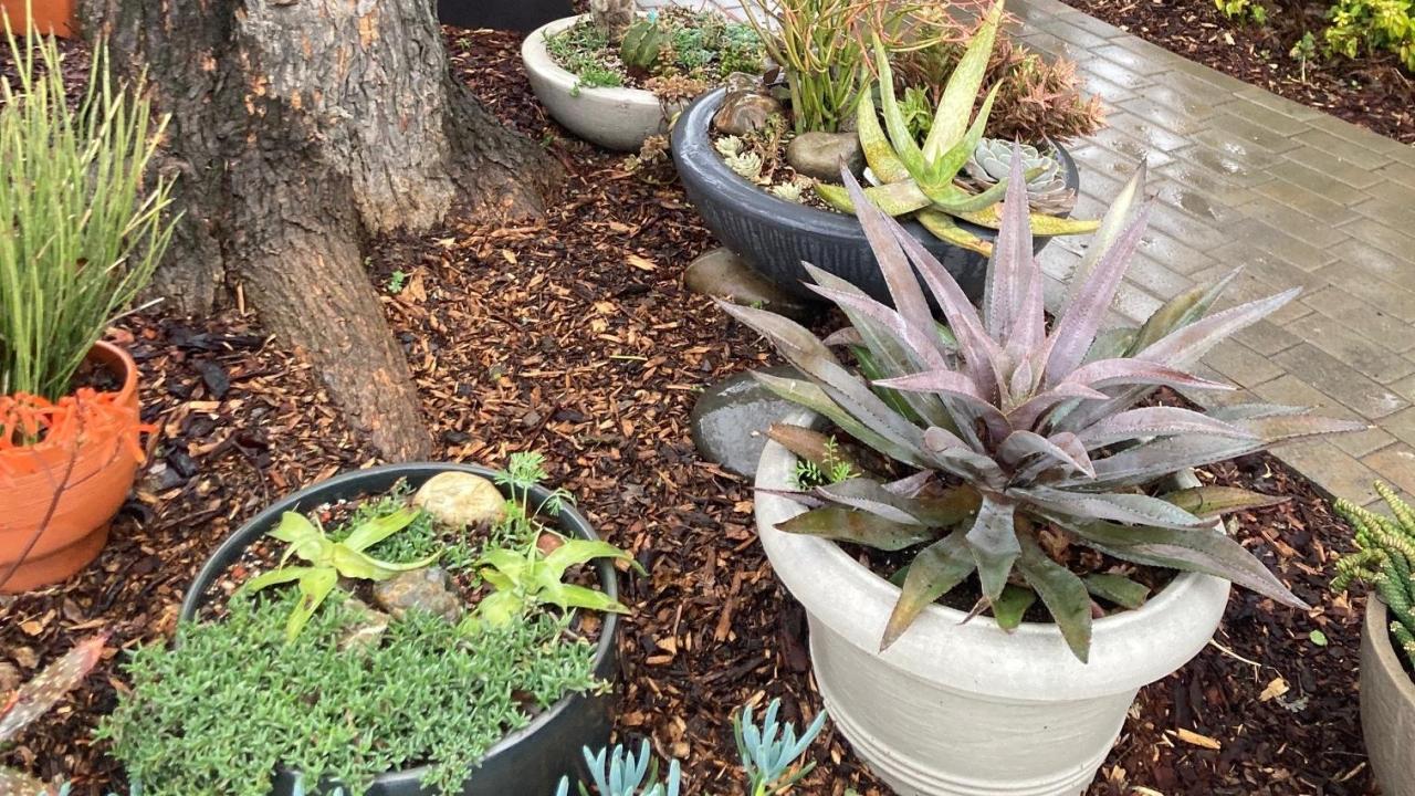 Potted plants and container plantings line a brown brick path leading to the front door of a house