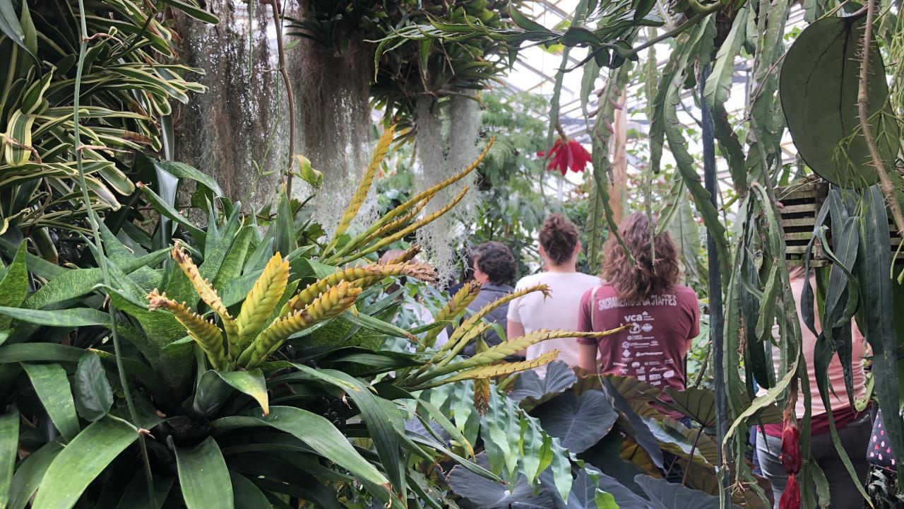 Green foliage in the foreground and a group walking in the Botanical Conservatory