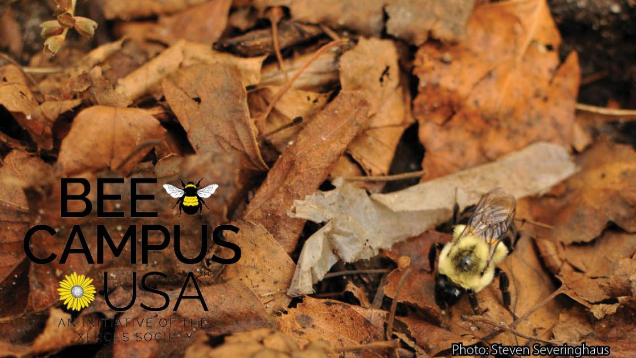 Image of a bumble bee on leaves with a Bee Campus USA logo in the corner.