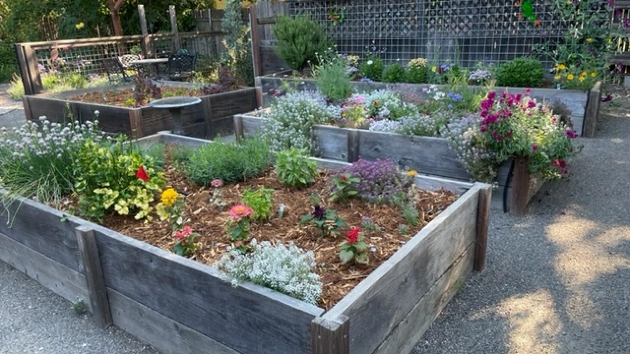 Image of multiple raised planting beds in Terry Davison's backyard.