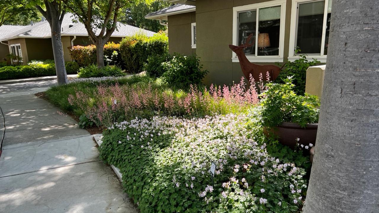 Front yard with plants blooming
