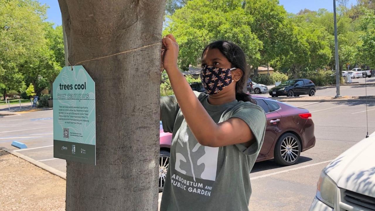 Intern attaches a tree tag to a tree on campus