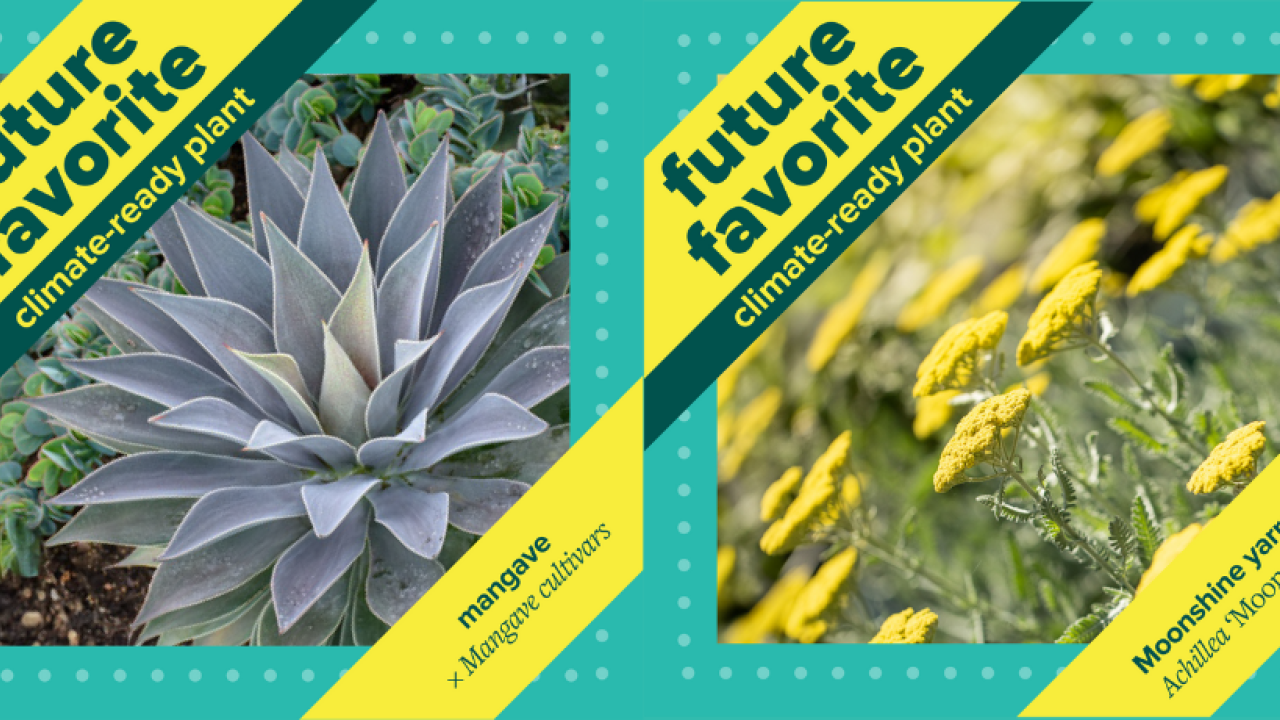 Future Favorites - Climate-Ready Plants | UC Davis Arboretum and Public  Garden