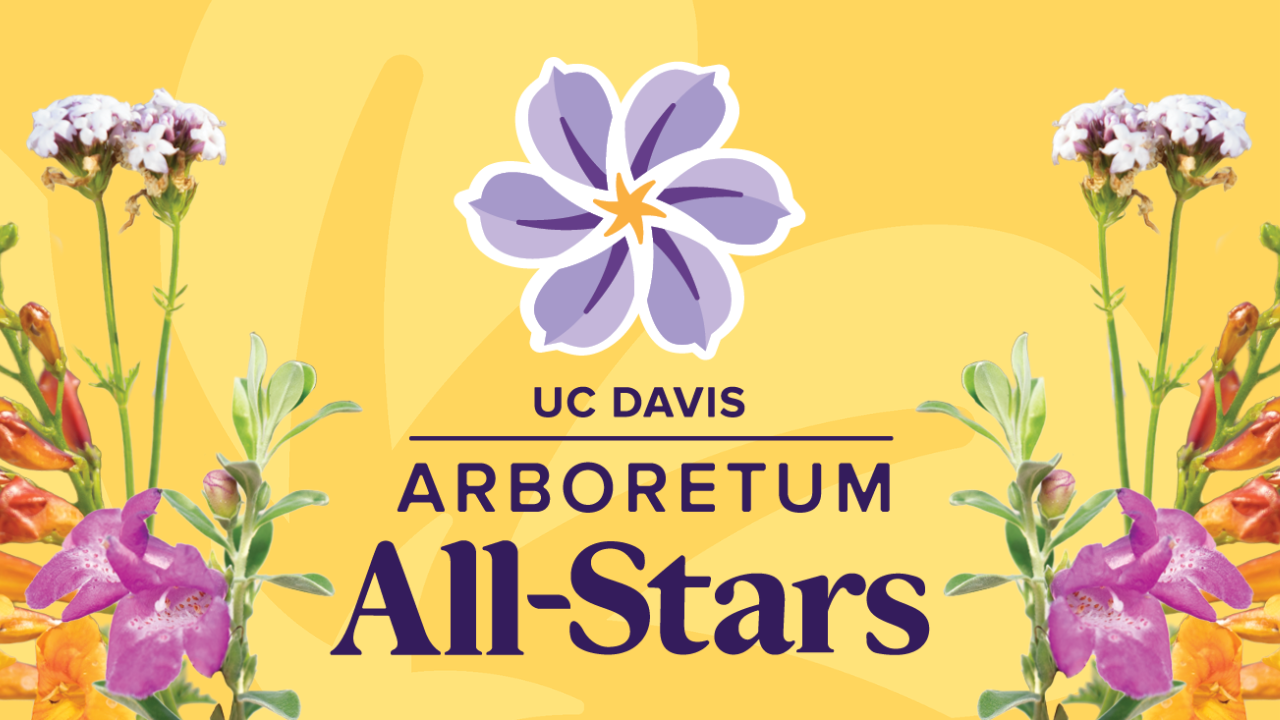 Cutouts of flowers on a yellow background. Text reads "Arboretum All-Stars"