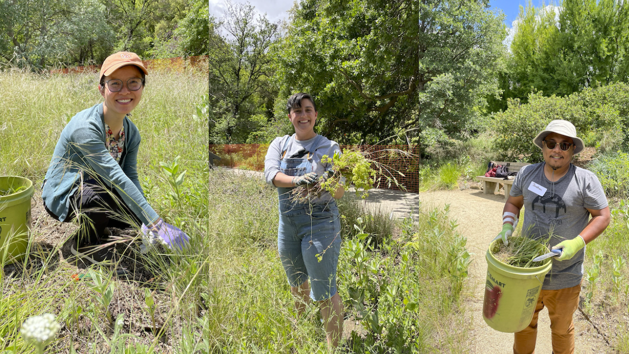 Composite of three photos of smiling volunteers in an Arboretum garden