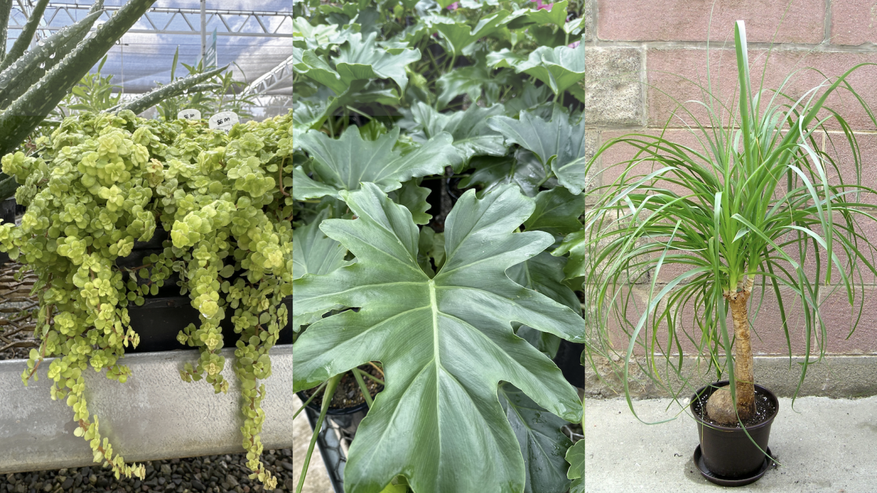 Collage of photos of raindrop peperomia, tree philodendron and ponytail palm