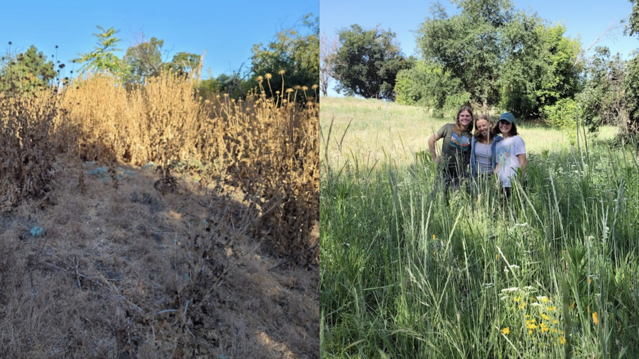 Composite of two images. On the left a dry landscape with grass and tall dried plants. On the right, three student interns stand among green grasses and flowering plants.