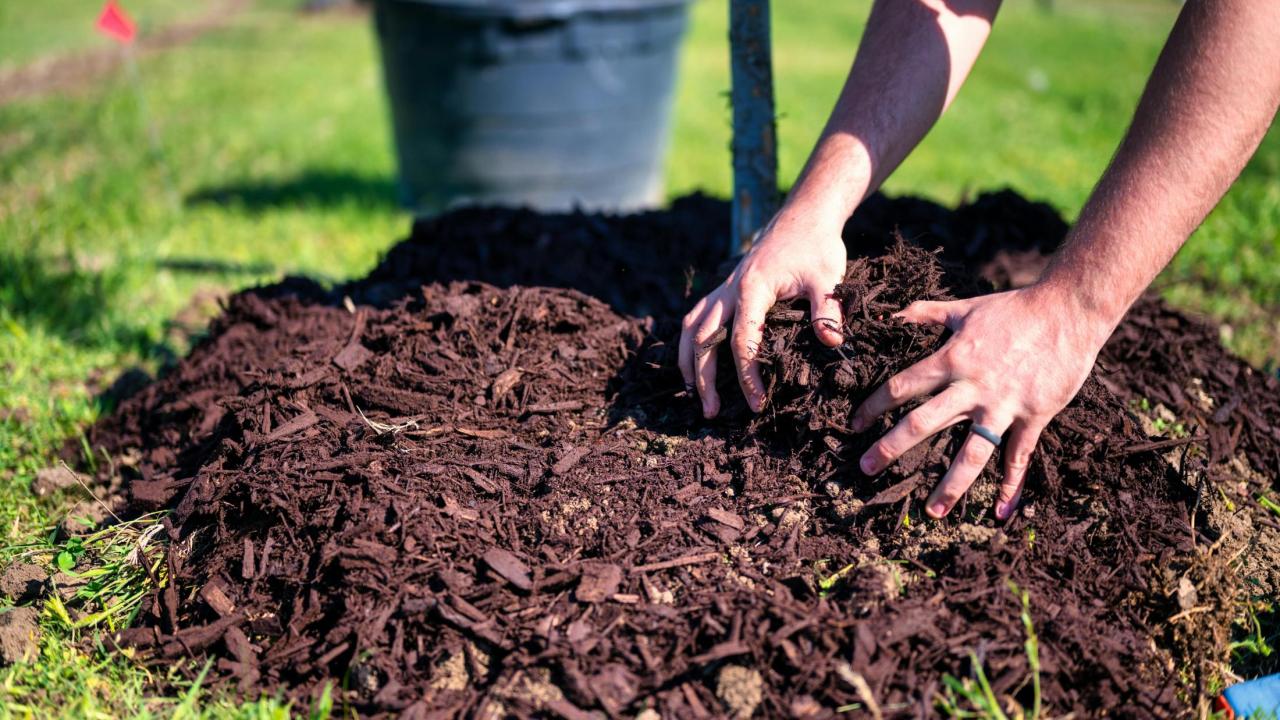 Person applys mulch over a plant