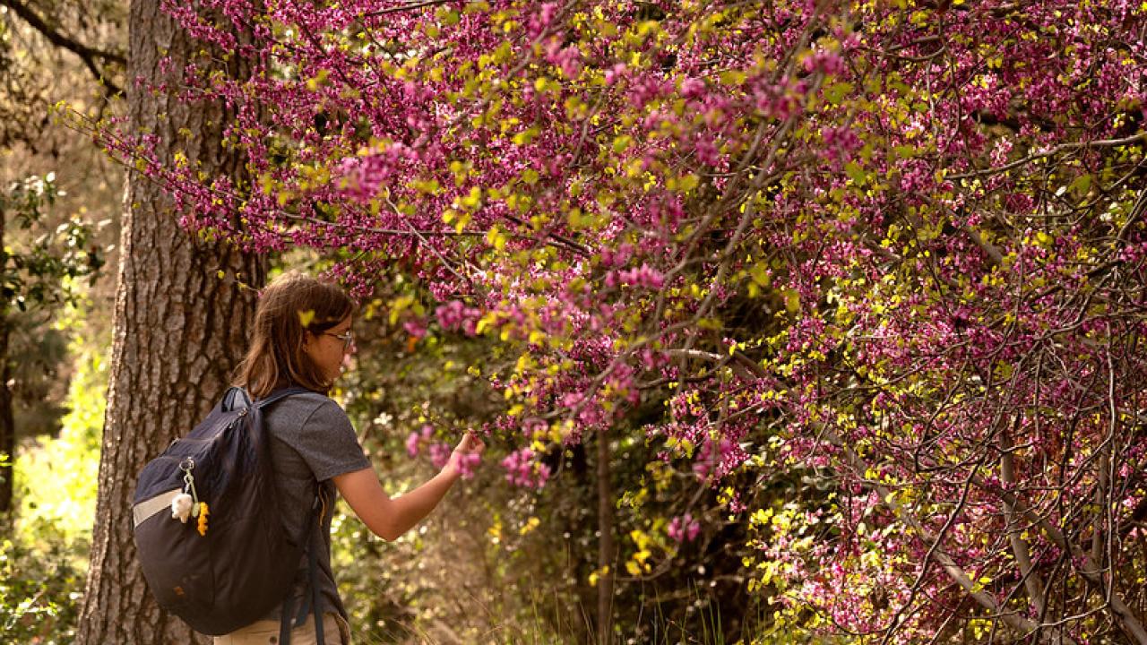 Person with backpack touching pink blossoms on a sunlit wooded trail