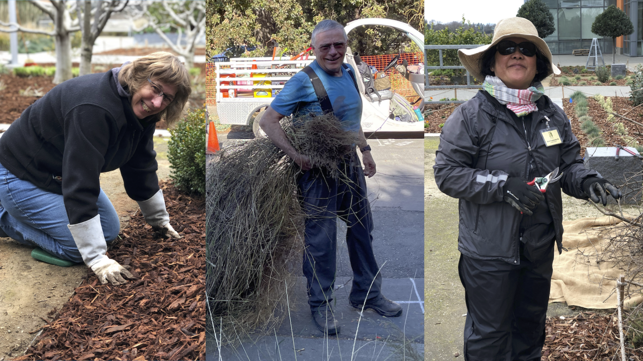 Collage of three photos of volunteer stewards posing in the Arboretum