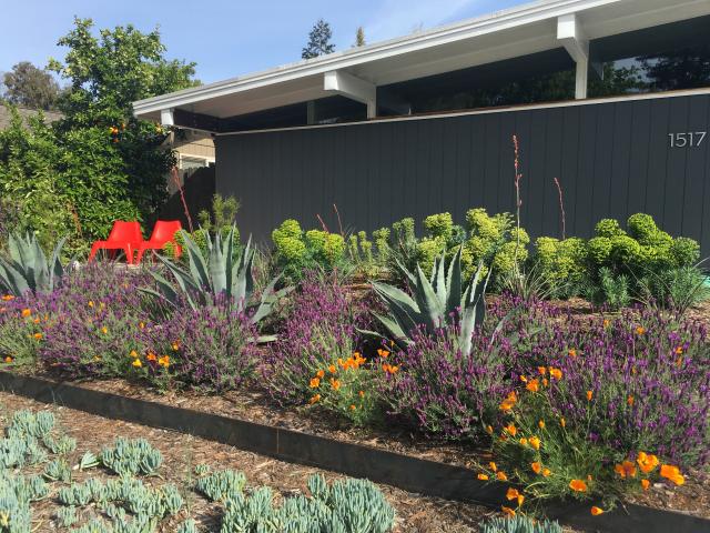 Image of Haven Kier's lawn-free front yard.