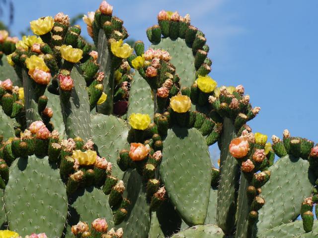 A prickly pear cactus