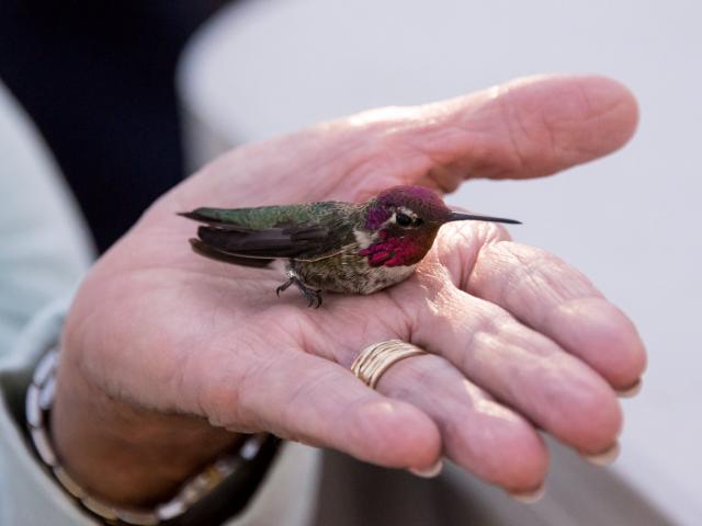 Image of a hummingbird in the hand of Lois Crowe.