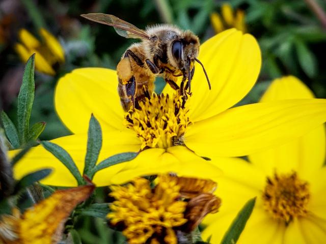 Image of a bee on flowers in the UC Davis Arboretum. 