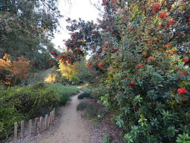 Mary Wattis Brown Garden of California Native Plants
