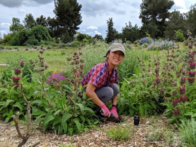 Person smiling at camera while kneeling among flowering plants in the California Native Plant Meadow