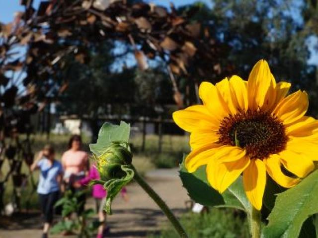 view of uc davis arboretum