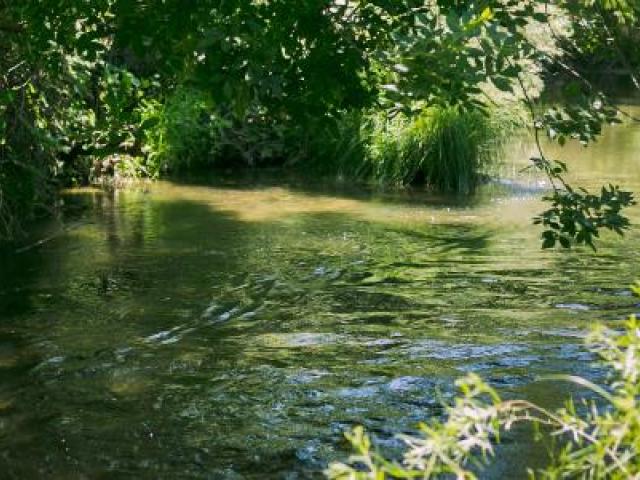 putah creek riperian reserve