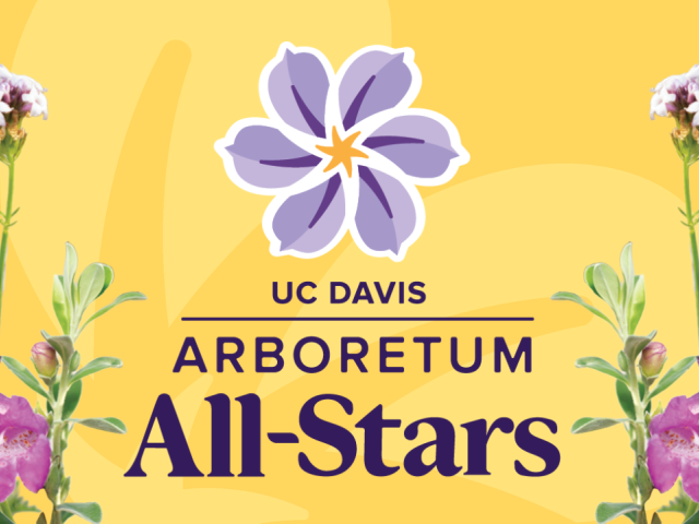 Cutouts of flowers on a yellow background. Text reads "Arboretum All-Stars"