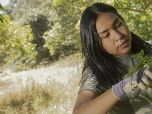 uc davis team member pruning a tree