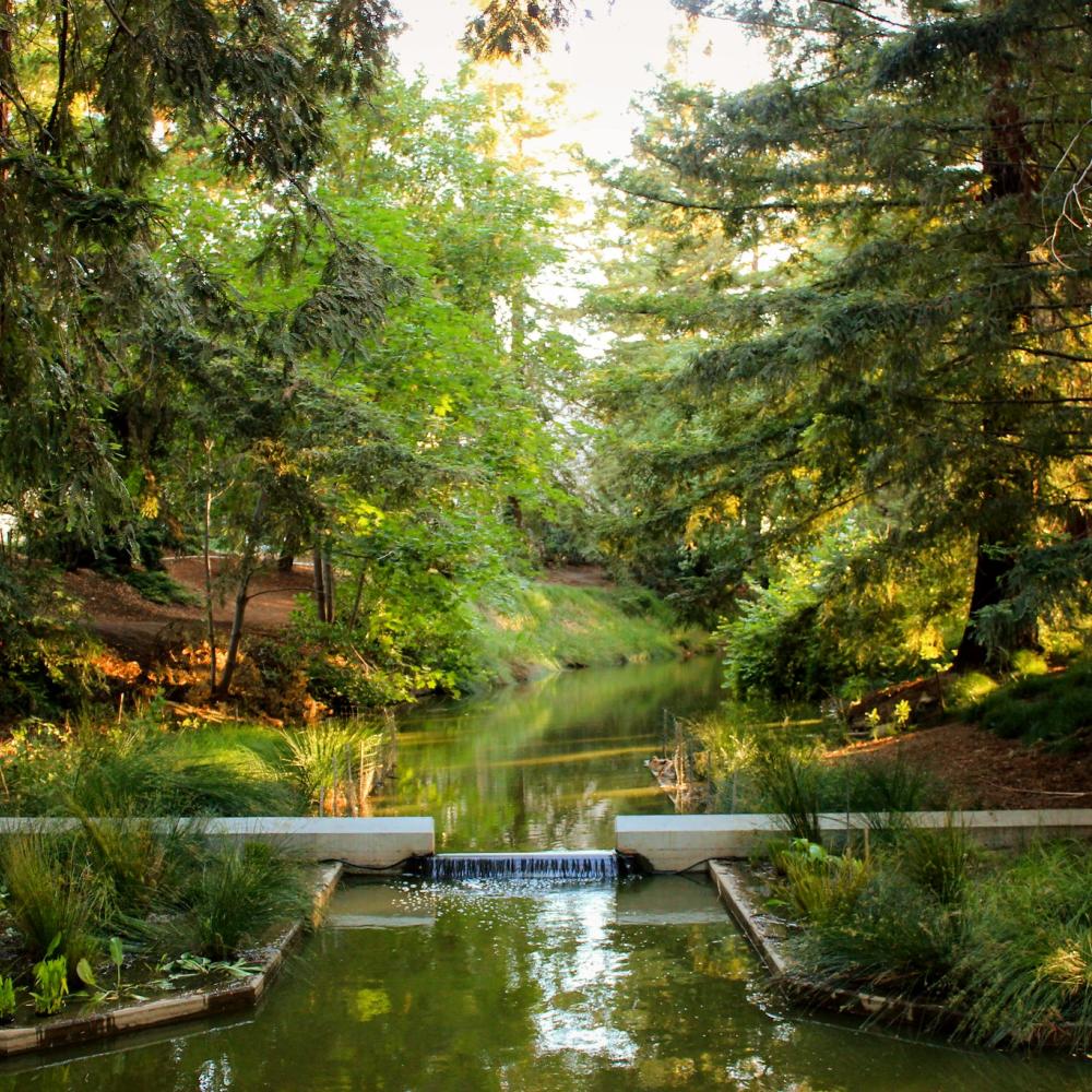 View of the Arboretum Waterway, lined by redwood trees