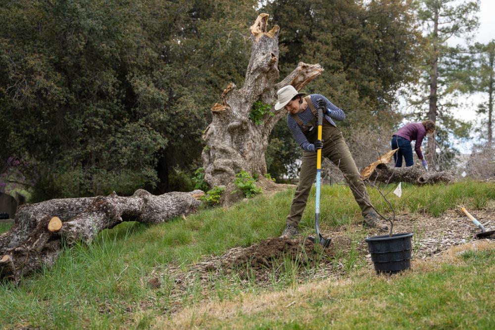 Arboretum horticulturist planting with a large buckeye stump and branches in the background