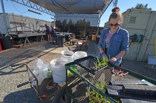 Image of young woman propagating plants at the UC Davis Arboretum Teaching Nursery.
