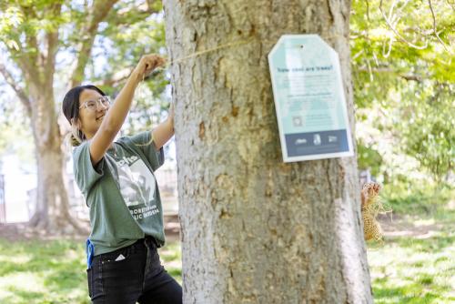 Image of Doris Wu displaying an informational tree tag on an oak tree on the UC Davis campuis.