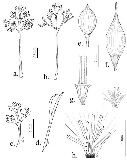 Illustration of different poppies