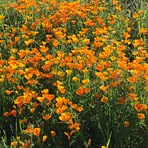 Eschscholzia californica at Tejon Ranch in spring of 2016.
