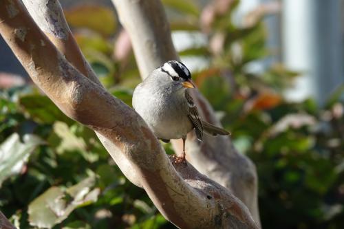 Image of a white-crowned sparrow.