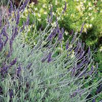 Goodwin Creek lavender