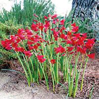 red Argentine amaryllis