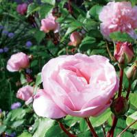 grüss an Aachen floribunda rose