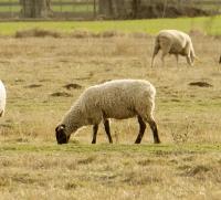 Image of sheep on the UC Davis campus.