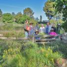 Image of UC Davis Arboretum and Public Garden volunteers gardening in the Arboretum.