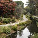 Image of the UC Davis Arboretum Australian / New Zealand Collection.