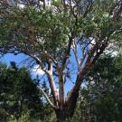Photo of a Texas Madrone tree.