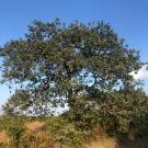 Photo of Quercus laceyi.